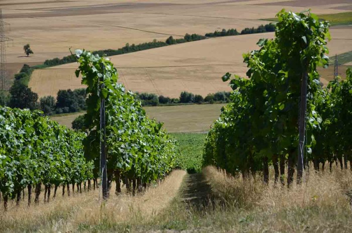 Grauer Burgunder - Der Weinberg