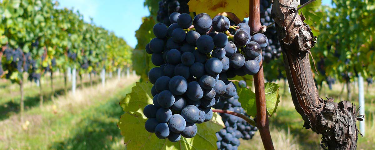 Grauer Burgunder unmittelbar vor der Ernte