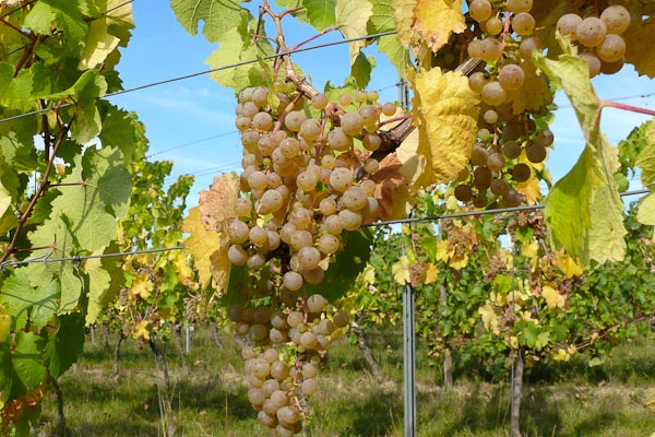 Riesling unmittelbar vor der Ernte