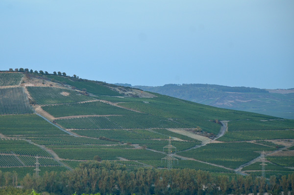 Scheurebe - Der Weinberg