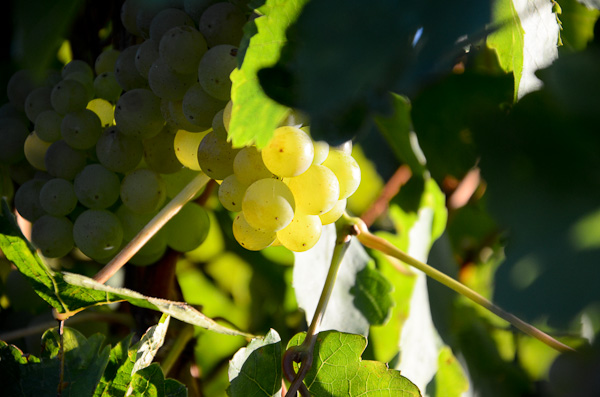 Grauer Burgunder unmittelbar vor der Ernte