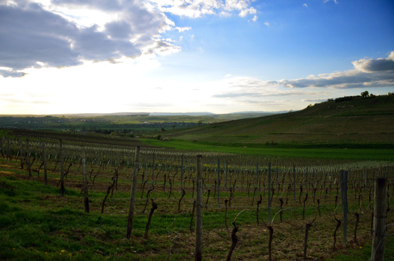 Silvaner - Der Weinberg am Hang gegenüber