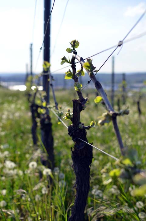 Pinot Blanc - Der Weinberg