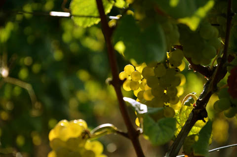 Grauer Burgunder unmittelbar vor der Ernte