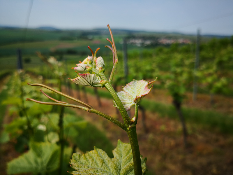 Spätburgunder - Der Weinberg