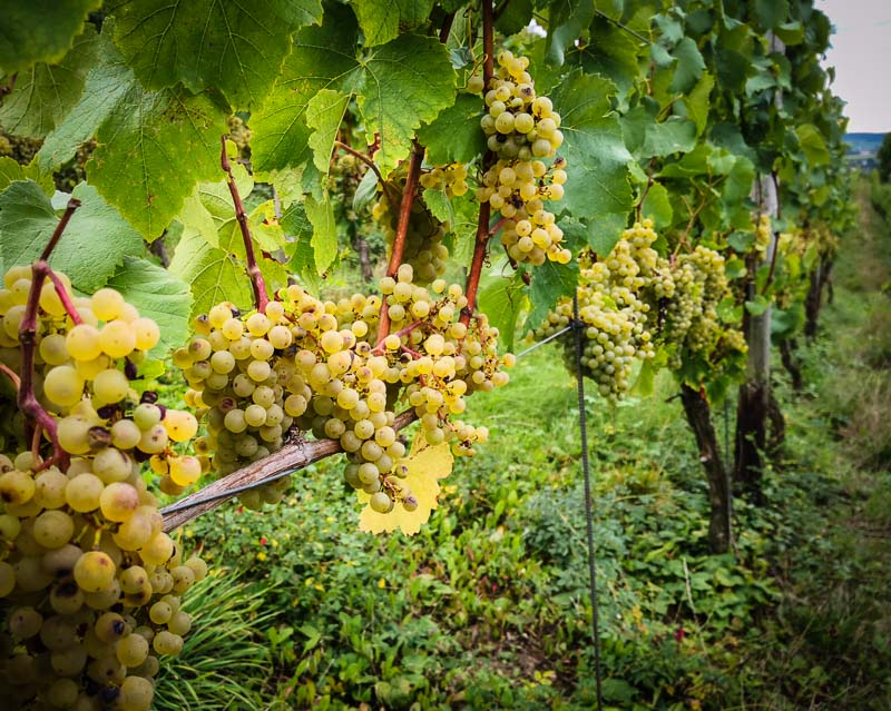 Pinot Blanc - Der Weinberg