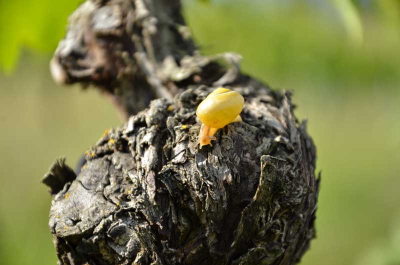 Schnecke auf alter Weinrebe